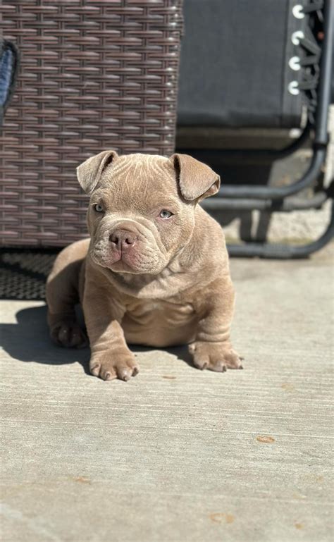 EXOTIC MICRO AND NANO BULLIES .
